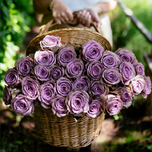 Exquisite Roses + Baby's Breath [Newsletter Exclusive]
