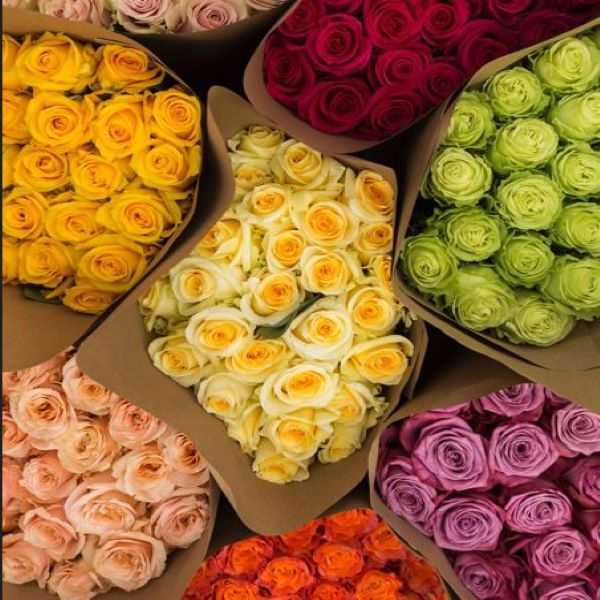 Rose Farmers | Farm Fresh Roses | Buy Quality Roses Direct